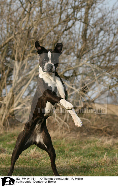 springender Deutscher Boxer / jumping German Boxer / PM-04441