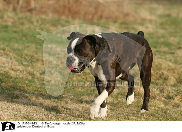 spielender Deutscher Boxer / playing German Boxer / PM-04443