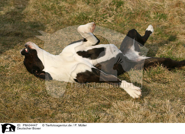 Deutscher Boxer / German Boxer / PM-04447