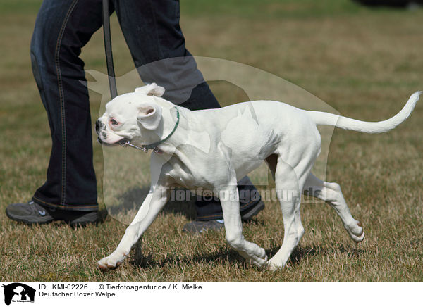 Deutscher Boxer Welpe / German Boxer Puppy / KMI-02226