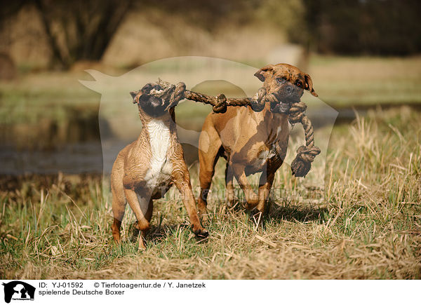 spielende Deutsche Boxer / playing German Boxer / YJ-01592
