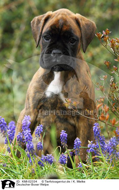Deutscher Boxer Welpe / German Boxer Puppy / KMI-02334