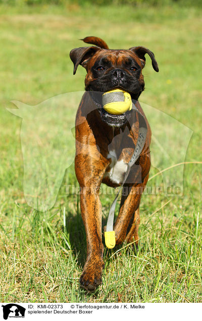 spielender Deutscher Boxer / playing German Boxer / KMI-02373