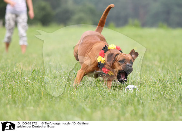 spielender Deutscher Boxer / playing German Boxer / DG-02172