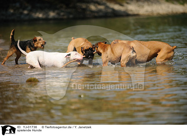 spielende Hunde / playing dogs / YJ-01736