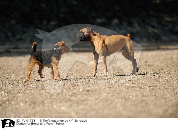 Deutscher Boxer und Welsh Terrier / YJ-01738