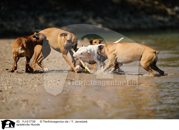 spielende Hunde / playing dogs / YJ-01739
