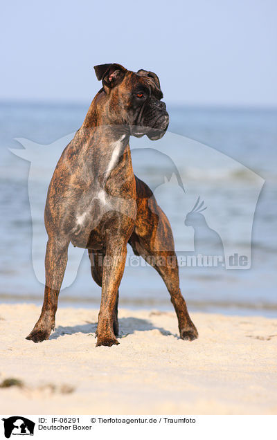 Deutscher Boxer / IF-06291