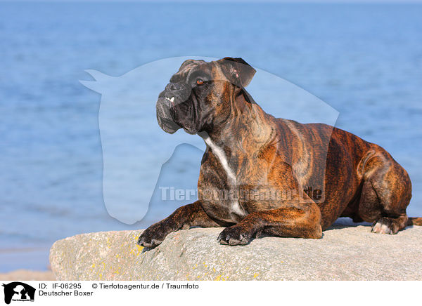 Deutscher Boxer / German Boxer / IF-06295
