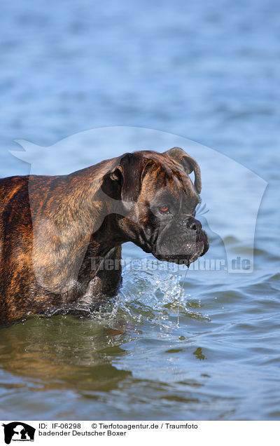badender Deutscher Boxer / IF-06298