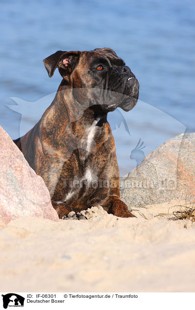 Deutscher Boxer / IF-06301