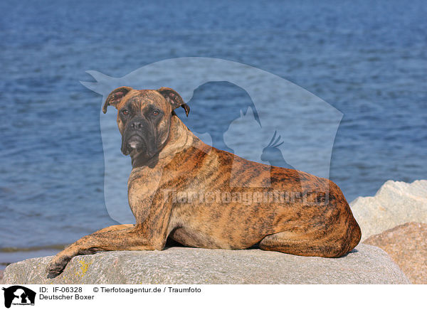Deutscher Boxer / German Boxer / IF-06328