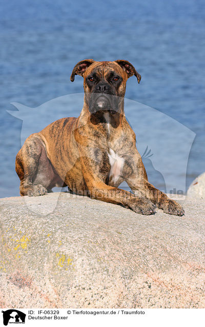 Deutscher Boxer / German Boxer / IF-06329