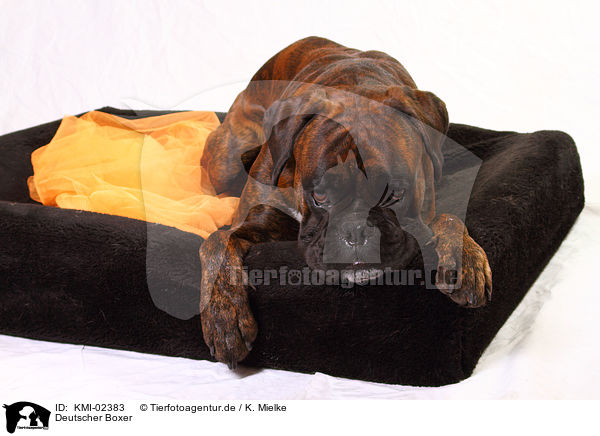 Deutscher Boxer / KMI-02383