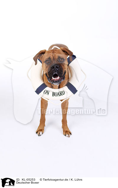 Deutscher Boxer / German Boxer / KL-05253