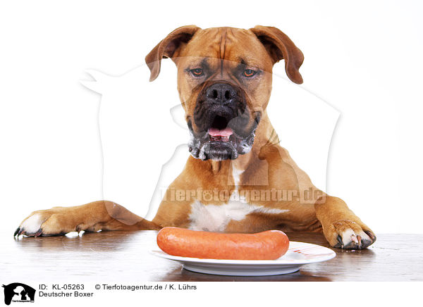 Deutscher Boxer / German Boxer / KL-05263