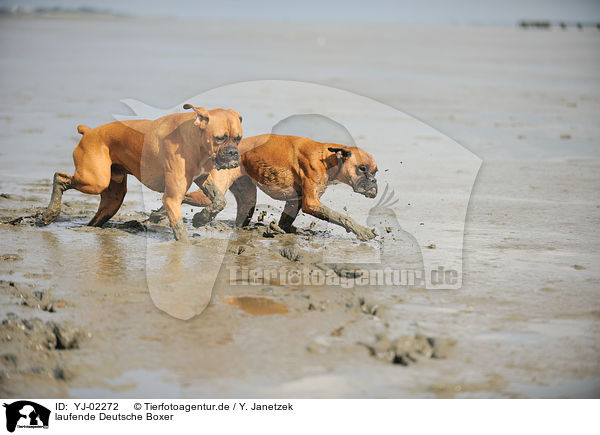 laufende Deutsche Boxer / walking German Boxer / YJ-02272