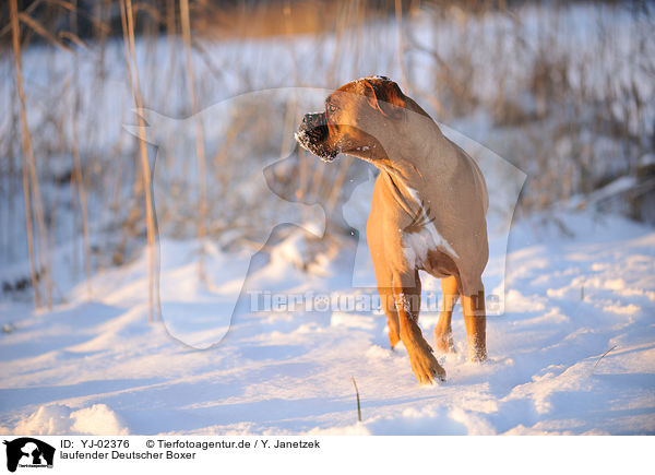 laufender Deutscher Boxer / walking German Boxer / YJ-02376