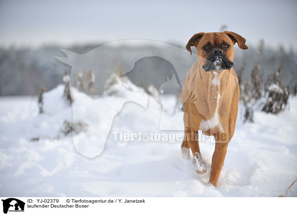 laufender Deutscher Boxer / walking German Boxer / YJ-02379