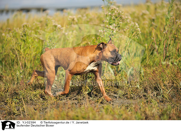 laufender Deutscher Boxer / walking German Boxer / YJ-02394