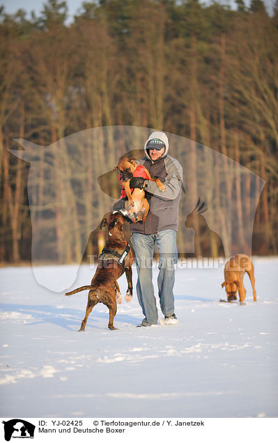 Mann und Deutsche Boxer / man and German Boxer / YJ-02425