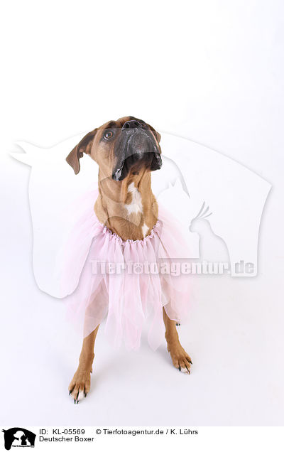Deutscher Boxer / KL-05569