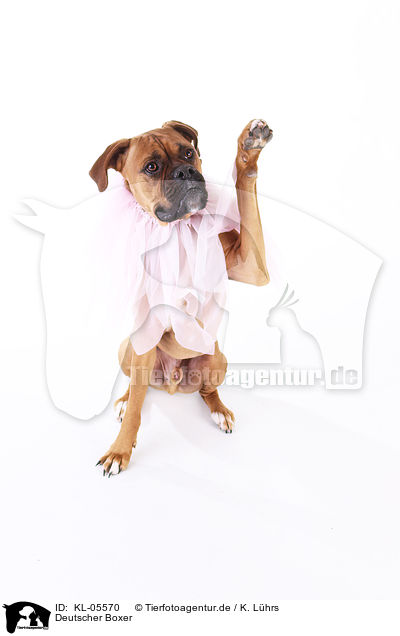 Deutscher Boxer / KL-05570