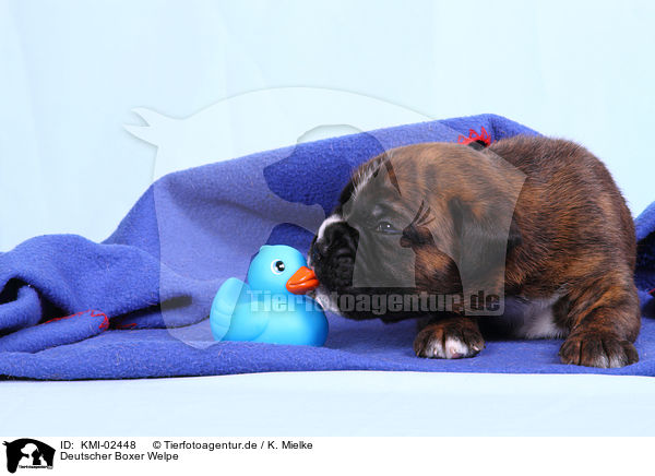 Deutscher Boxer Welpe / German Boxer Puppy / KMI-02448