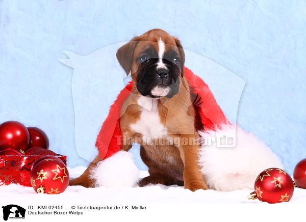 Deutscher Boxer Welpe / German Boxer Puppy / KMI-02455