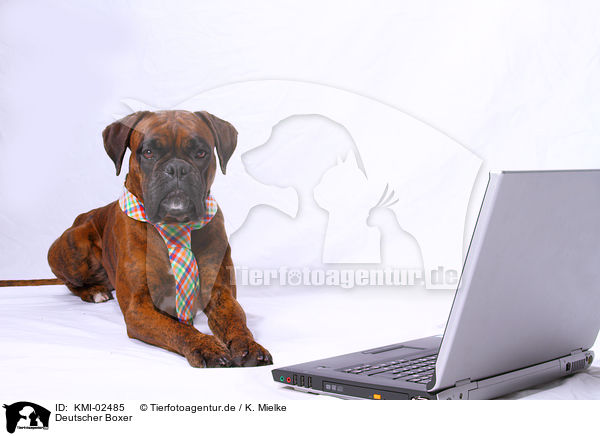 Deutscher Boxer / German Boxer / KMI-02485