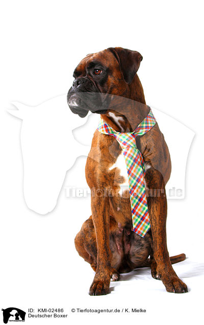 Deutscher Boxer / German Boxer / KMI-02486