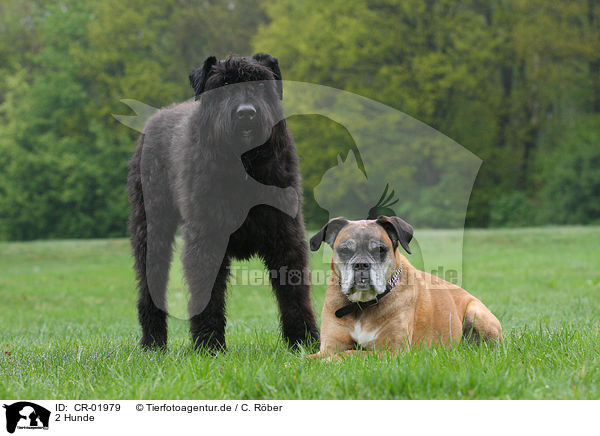 2 Hunde / 2 dogs / CR-01979