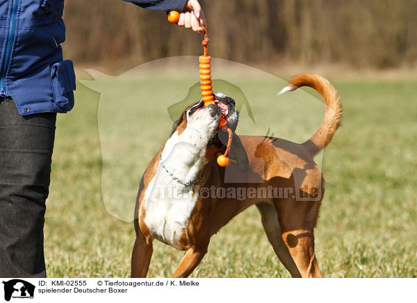 spielender Deutscher Boxer / playing German Boxer / KMI-02555
