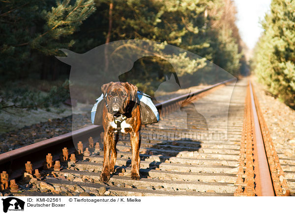 Deutscher Boxer / German Boxer / KMI-02561