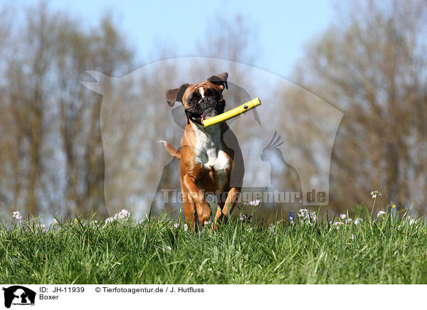 Boxer / Boxer / JH-11939