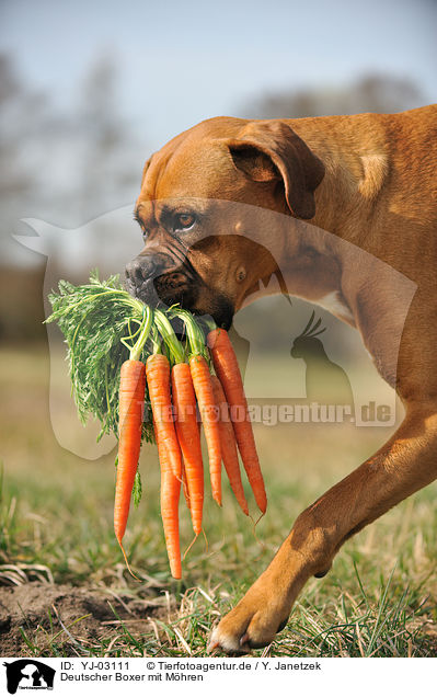 Deutscher Boxer mit Mhren / German Boxer with carrots / YJ-03111