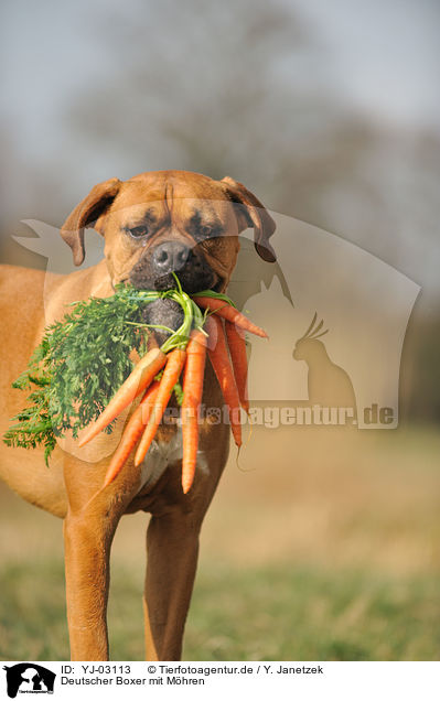 Deutscher Boxer mit Mhren / German Boxer with carrots / YJ-03113