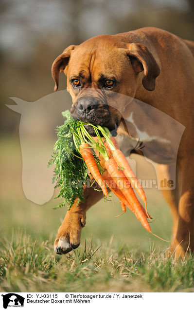 Deutscher Boxer mit Mhren / YJ-03115