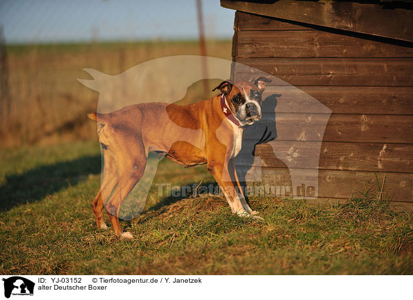 alter Deutscher Boxer / old German Boxer / YJ-03152