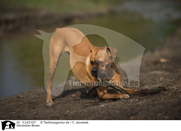 Deutscher Boxer / German Boxer / YJ-03157