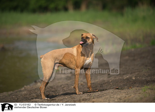 stehender Deutscher Boxer / YJ-03162
