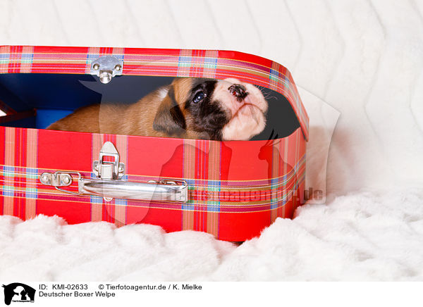Deutscher Boxer Welpe / KMI-02633