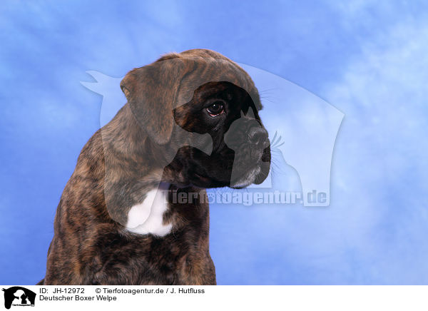 Deutscher Boxer Welpe / German Boxer Puppy / JH-12972