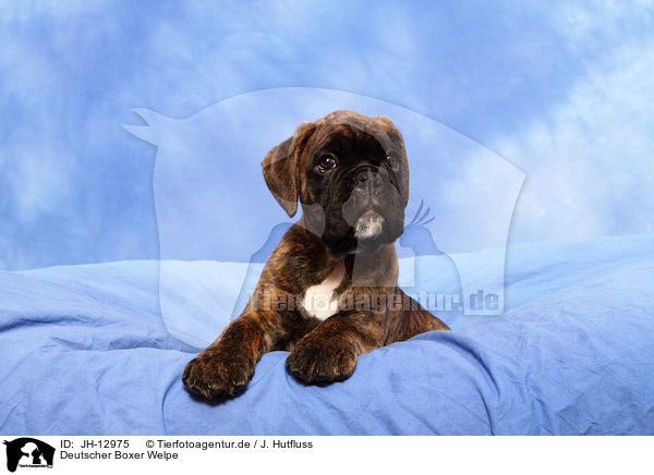 Deutscher Boxer Welpe / German Boxer Puppy / JH-12975