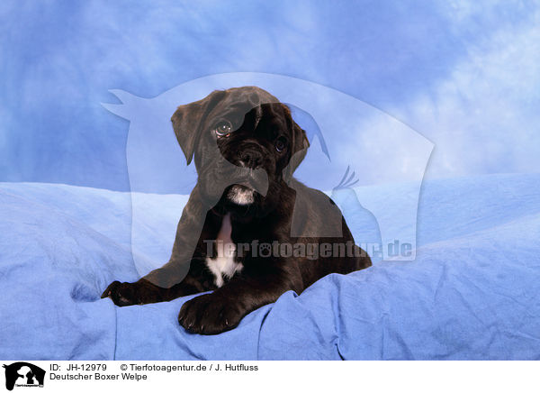 Deutscher Boxer Welpe / German Boxer Puppy / JH-12979