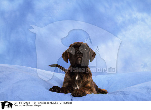 Deutscher Boxer Welpe / German Boxer Puppy / JH-12983