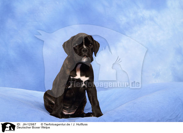 Deutscher Boxer Welpe / German Boxer Puppy / JH-12987