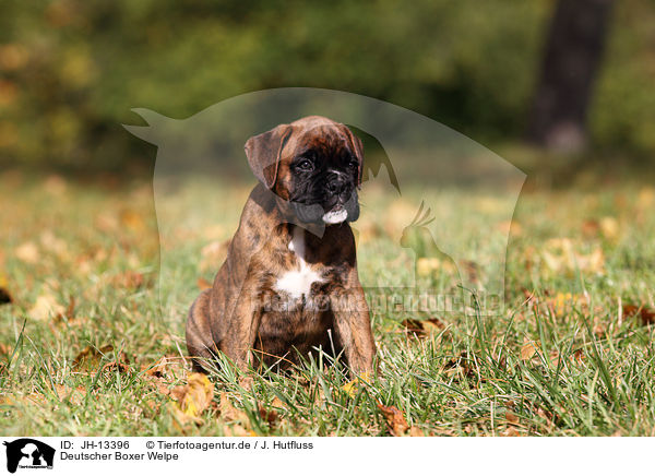 Deutscher Boxer Welpe / German Boxer Puppy / JH-13396