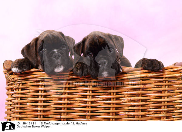 Deutscher Boxer Welpen / JH-13411
