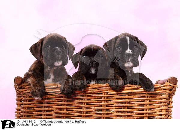 Deutscher Boxer Welpen / German Boxer Puppies / JH-13412